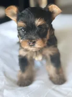 Baby Boy B 🩵, a male Yorkshire Terrier for sale in Riverview, FL – 3 of 5