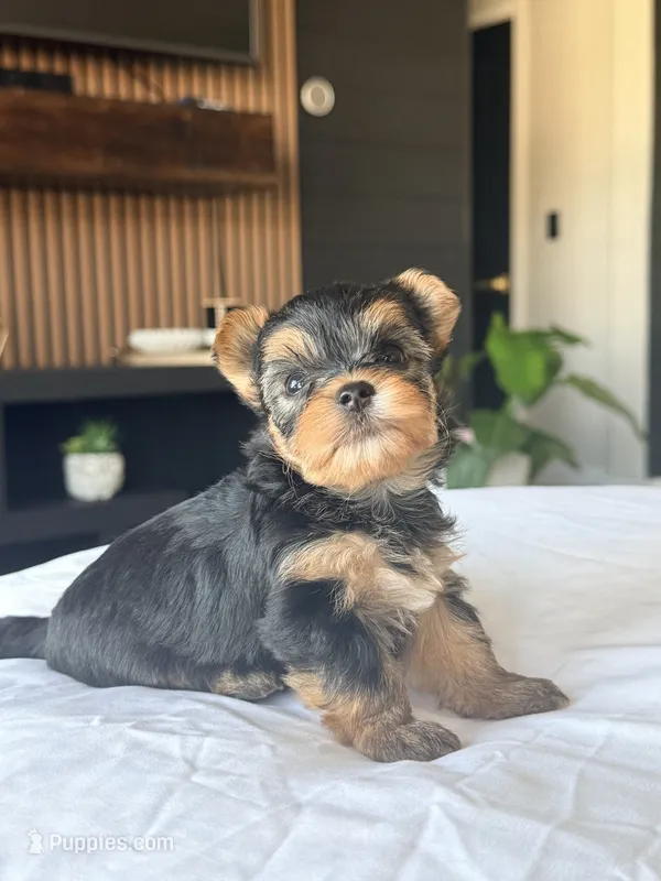 Baby Girl A 🎀🐾 – Yorkshire Terrier puppy for sale in Riverview, FL