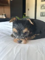 Baby Girl A 🎀🐾, a female Yorkshire Terrier for sale in Riverview, FL – 4 of 4