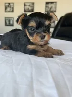 Baby Boy C 💙🐾, a female Yorkshire Terrier for sale in Riverview, FL – 3 of 5