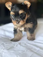 Baby Boy B 🩵, a male Yorkshire Terrier for sale in Riverview, FL – 5 of 5