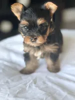 Baby Boy B 🩵, a male Yorkshire Terrier for sale in Riverview, FL – 4 of 5
