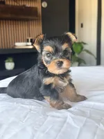 Baby Girl A 🎀🐾, a female Yorkshire Terrier for sale in Riverview, FL – 3 of 4