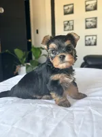Baby Girl A 🎀🐾, a female Yorkshire Terrier for sale in Riverview, FL – 2 of 4