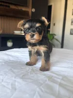 Baby Boy C 💙🐾, a female Yorkshire Terrier for sale in Riverview, FL – 1 of 5