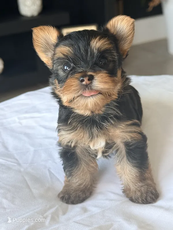 Baby Boy B 🩵 – Yorkshire Terrier puppy for sale in Riverview, FL