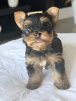 Baby Boy B 🩵, a male Yorkshire Terrier for sale in Riverview, FL – 1 of 5