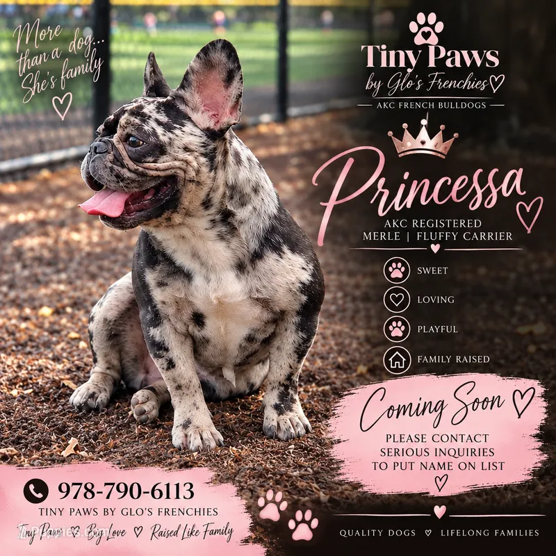 Princessas Litter – French Bulldog puppy for sale in Fitchburg, MA
