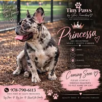 Princessas Litter, a  French Bulldog for sale in Fitchburg, MA – 1 of 1