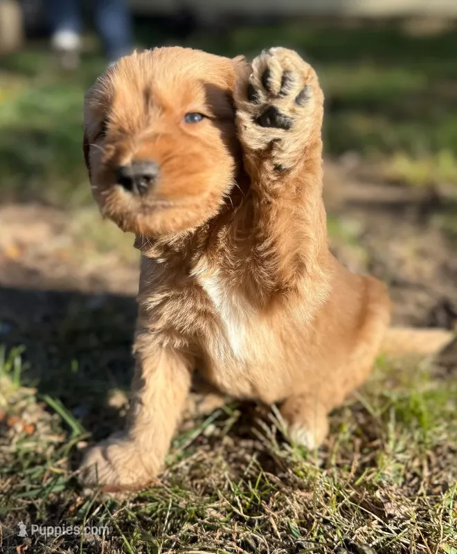 Jude – Goldendoodle puppy for sale in Warren, NH