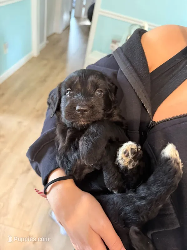 Lucy – Goldendoodle puppy for sale in Warren, NH