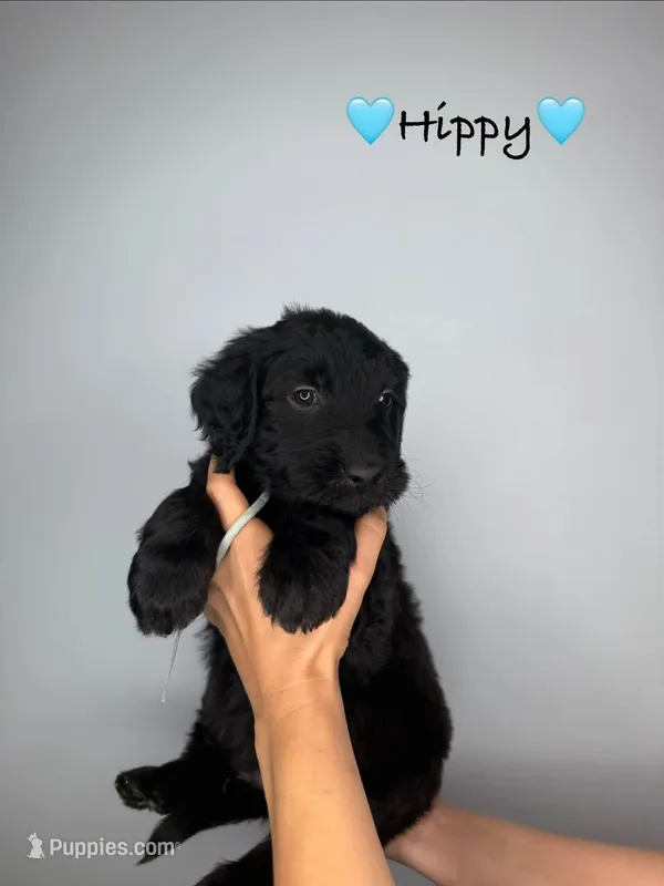 Hippy – Goldendoodle puppy for sale in Warren, NH