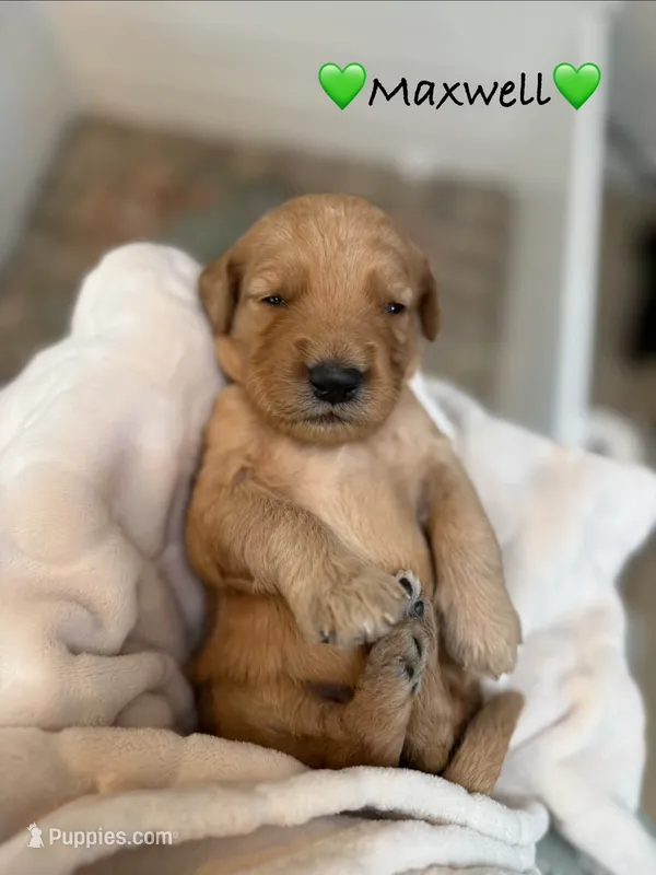 Maxwell – Goldendoodle puppy for sale in Warren, NH
