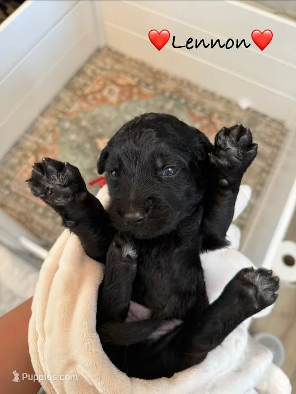 Lennon – Goldendoodle puppy for sale in Warren, NH