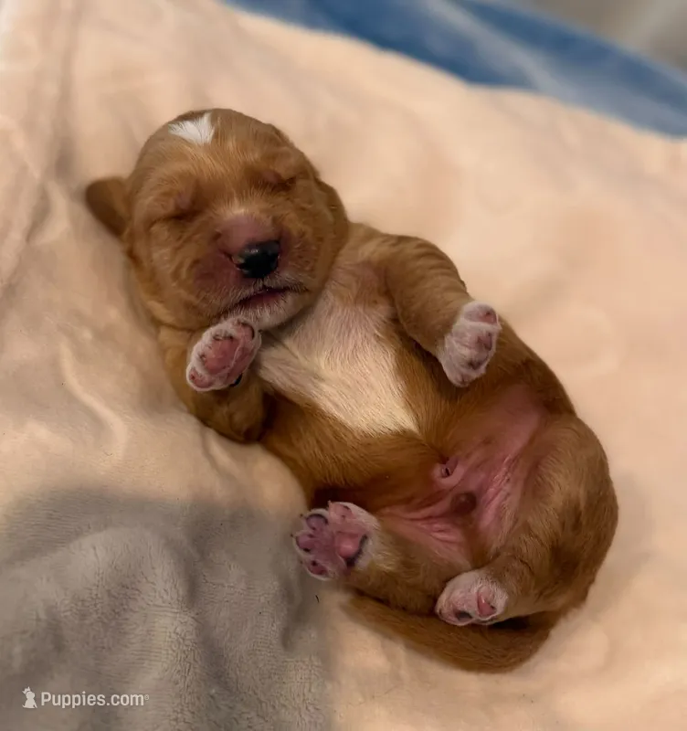 Johnny – Goldendoodle puppy for sale in Warren, NH