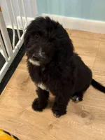 Carli, a female Goldendoodle for sale in Warren, NH – 1 of 1