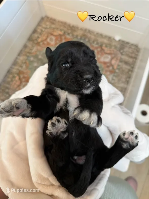Rocker – Goldendoodle puppy for sale in Warren, NH