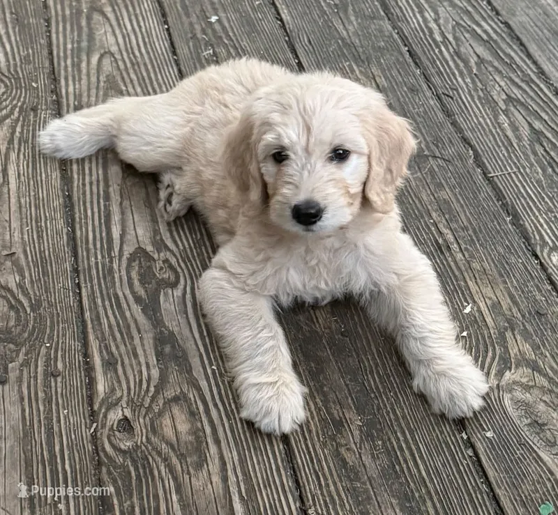 Rose – Goldendoodle puppy for sale in Warren, NH