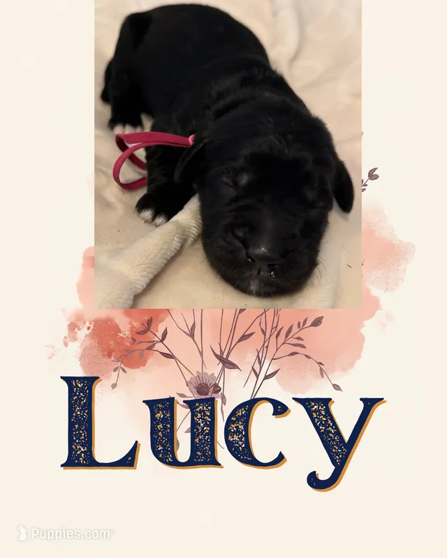 Lucy – Goldendoodle puppy for sale in Warren, NH
