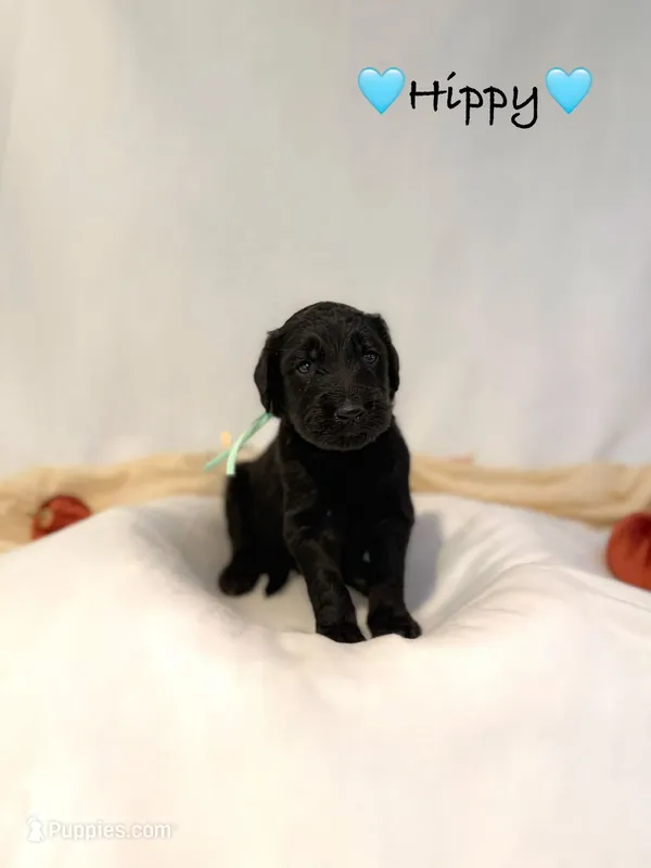Hippy – Goldendoodle puppy for sale in Warren, NH