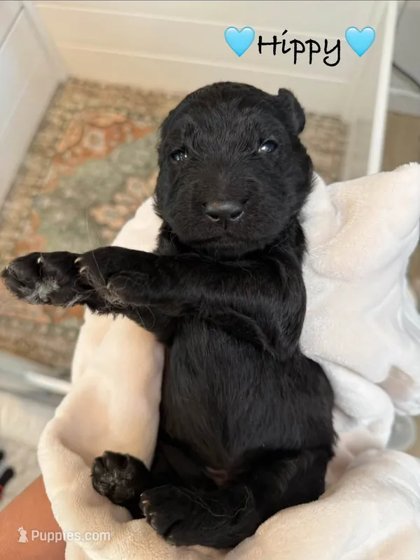 Hippy – Goldendoodle puppy for sale in Warren, NH