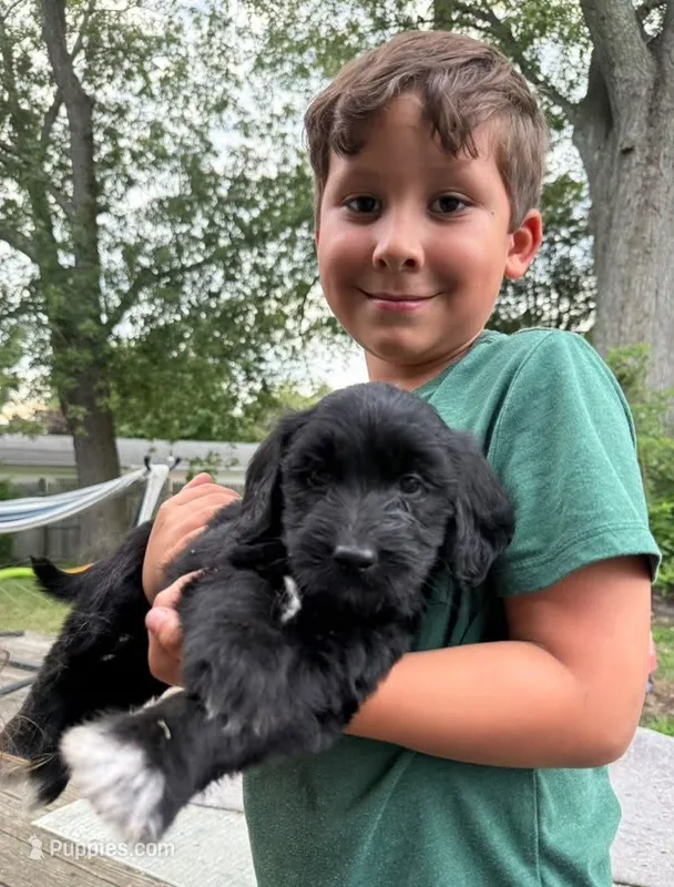 Trinity – Goldendoodle puppy for sale in Warren, NH