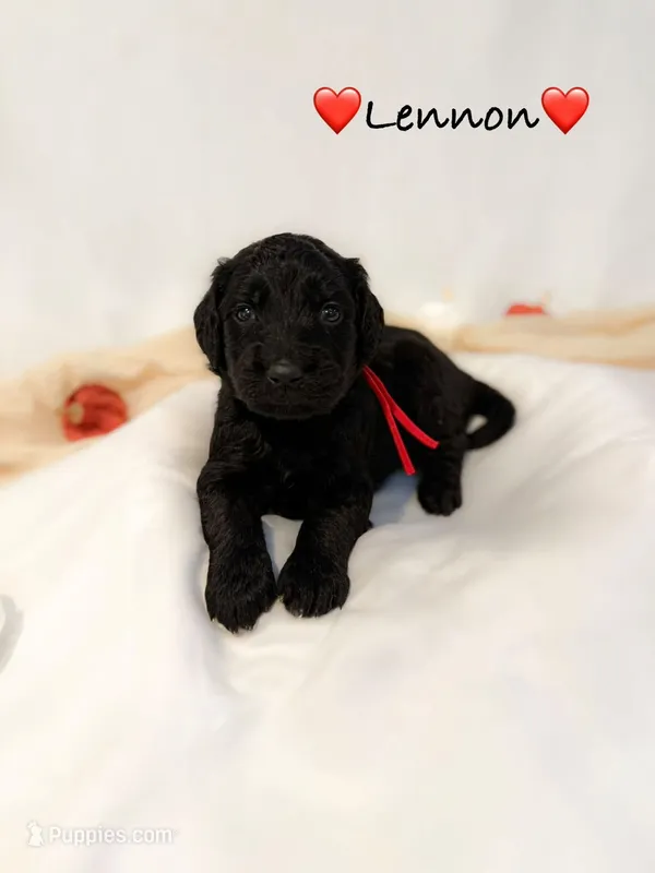 Lennon – Goldendoodle puppy for sale in Warren, NH