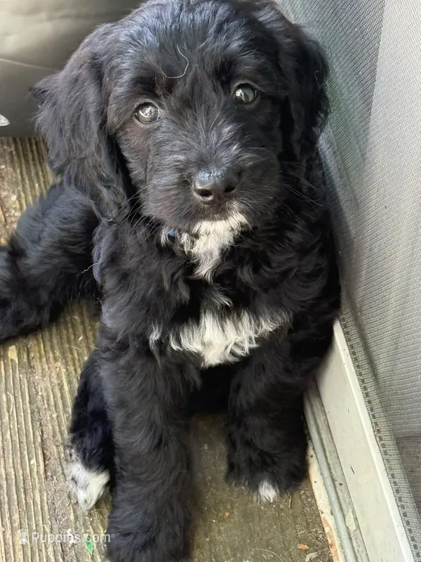 Mia – Goldendoodle puppy for sale in Warren, NH