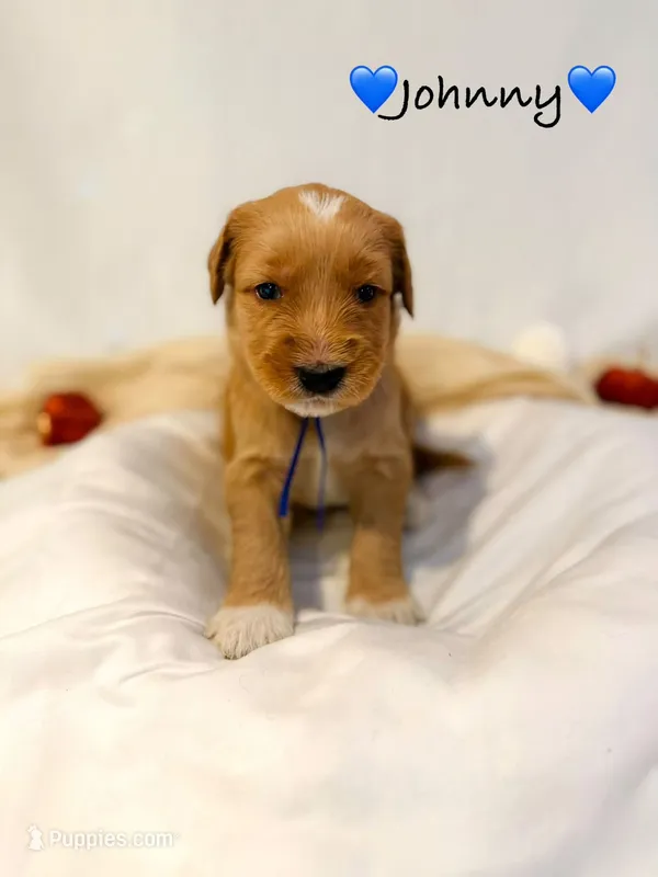 Johnny – Goldendoodle puppy for sale in Warren, NH