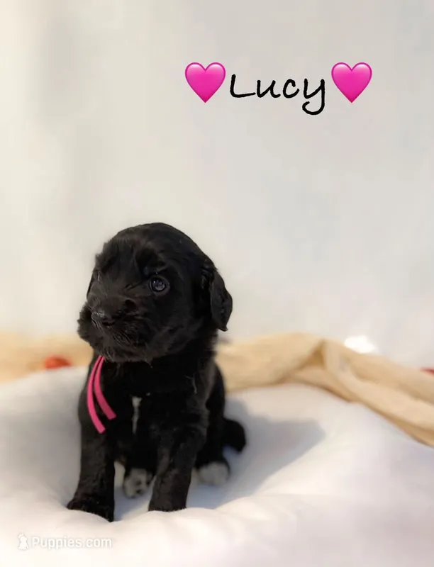 Lucy – Goldendoodle puppy for sale in Warren, NH
