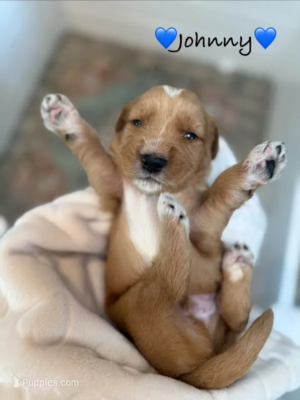Johnny – Goldendoodle puppy for sale in Warren, NH
