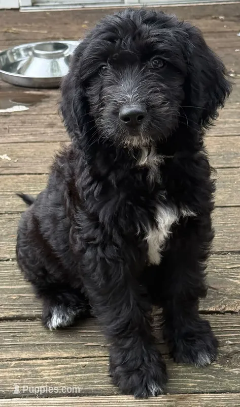 Mia – Goldendoodle puppy for sale in Warren, NH