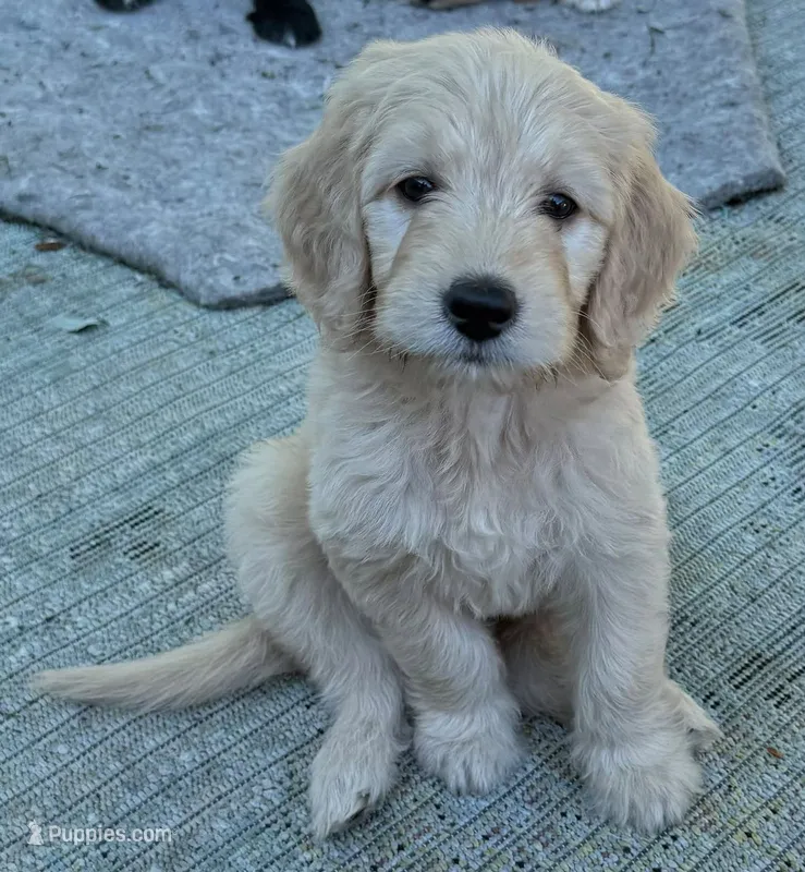 Abby – Goldendoodle puppy for sale in Warren, NH