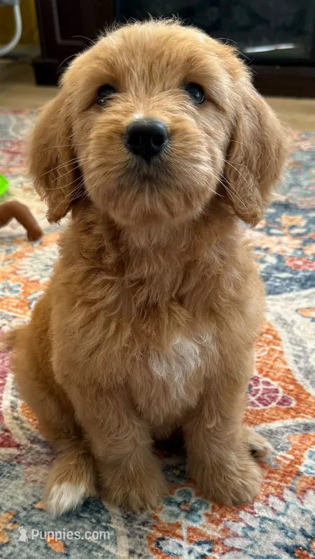 Sophia – Goldendoodle puppy for sale in Warren, NH