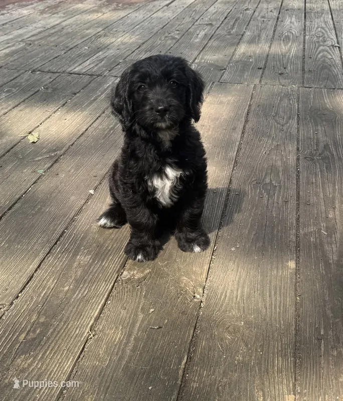 Mia – Goldendoodle puppy for sale in Warren, NH