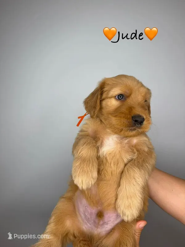 Jude – Goldendoodle puppy for sale in Warren, NH