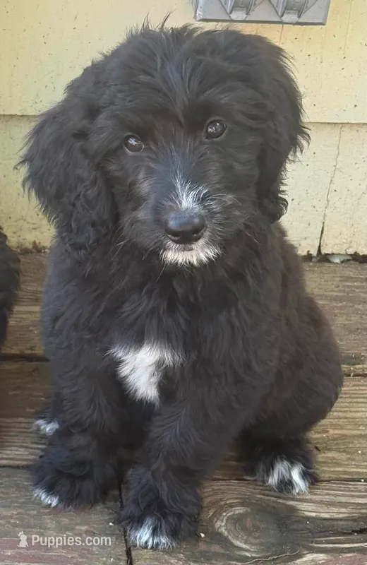 Carli – Goldendoodle puppy for sale in Warren, NH