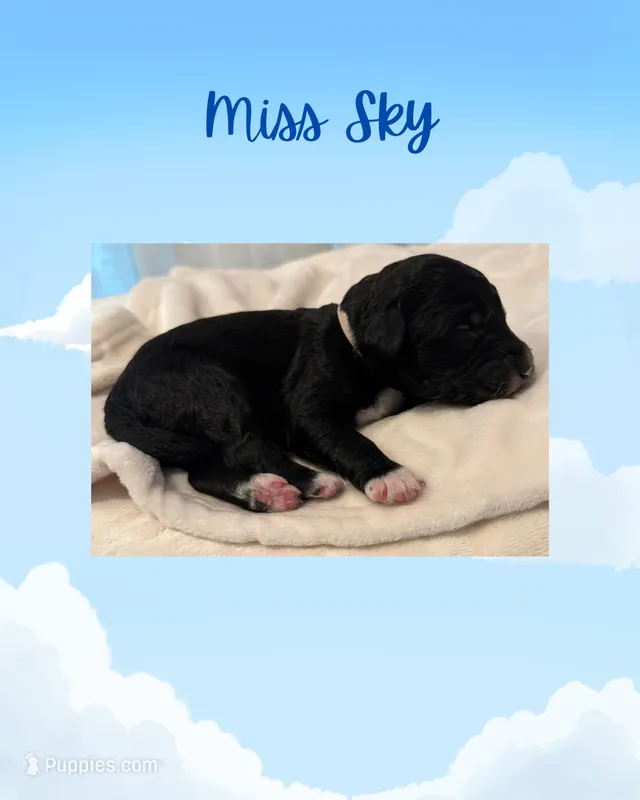 Sky – Goldendoodle puppy for sale in Warren, NH