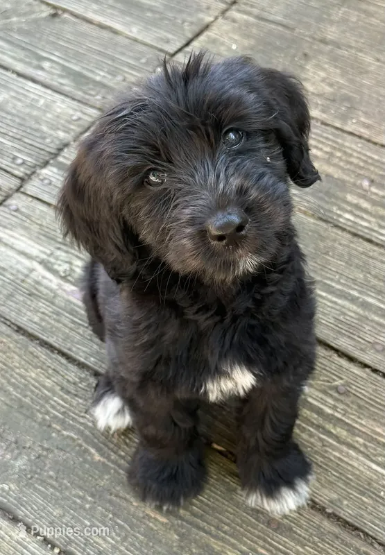 Trinity – Goldendoodle puppy for sale in Warren, NH