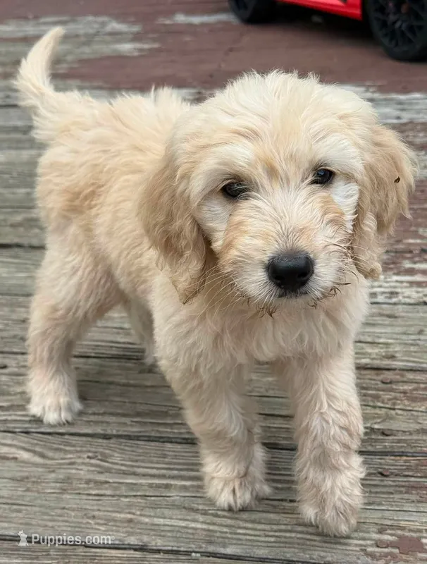 Rose – Goldendoodle puppy for sale in Warren, NH