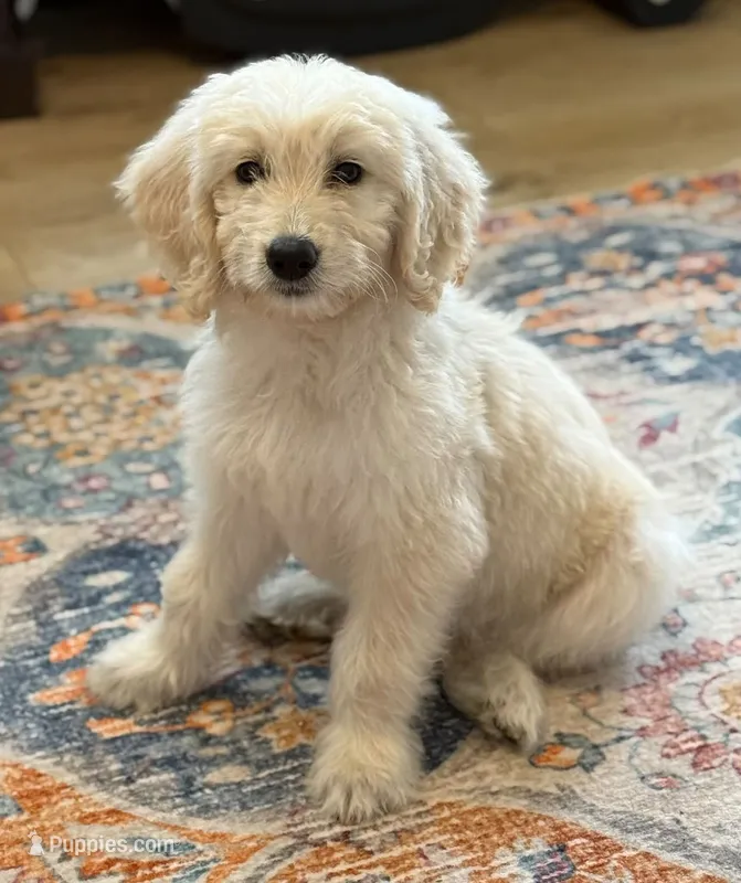 Abby – Goldendoodle puppy for sale in Warren, NH