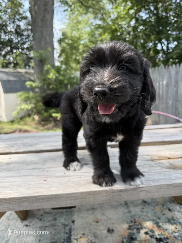 Trinity – Goldendoodle puppy for sale in Warren, NH
