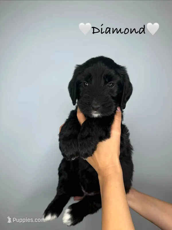 Diamond – Goldendoodle puppy for sale in Warren, NH