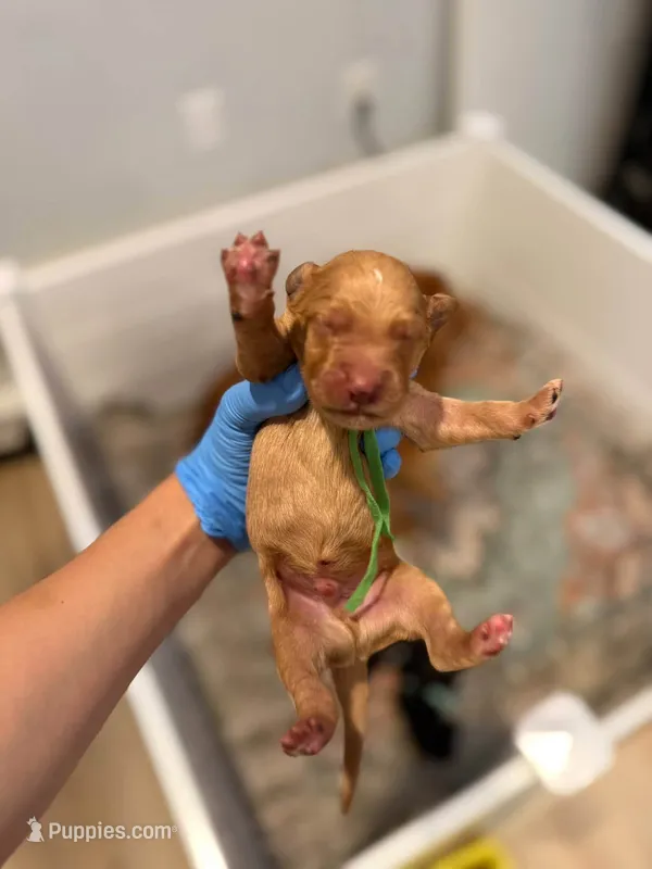 Maxwell – Goldendoodle puppy for sale in Warren, NH