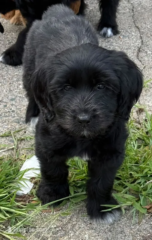 Trinity – Goldendoodle puppy for sale in Warren, NH