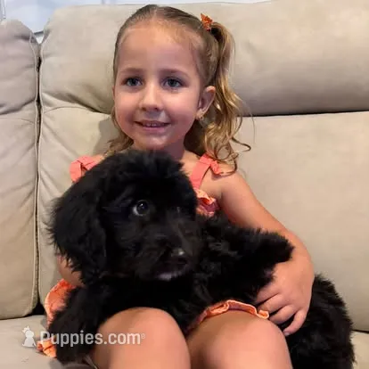 Mia – Goldendoodle puppy for sale in Warren, NH
