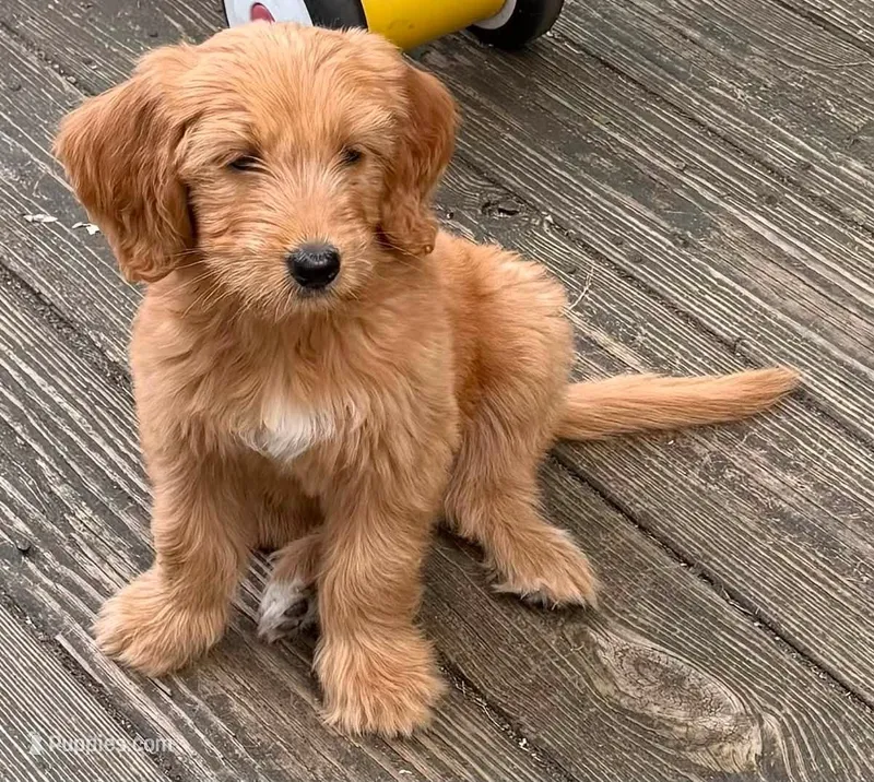 Sophia – Goldendoodle puppy for sale in Warren, NH