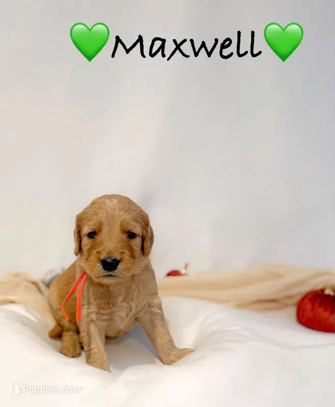 Maxwell – Goldendoodle puppy for sale in Warren, NH