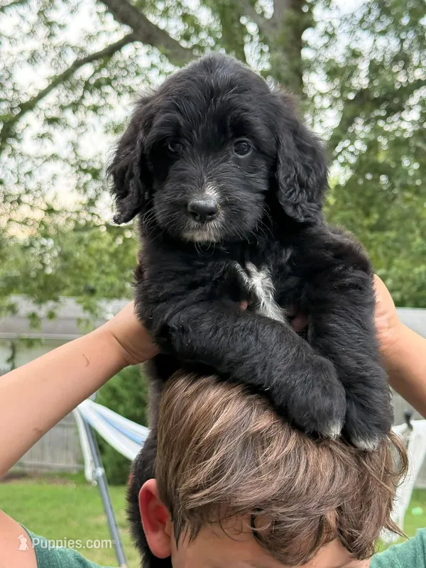 Carli – Goldendoodle puppy for sale in Warren, NH