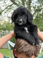 Carli, a female Goldendoodle for sale in Warren, NH – 1 of 1